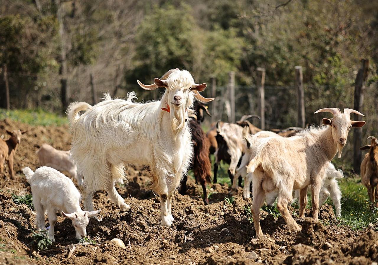 Casa Agricola Scorziello Βίλα Serre  Εξωτερικό φωτογραφία