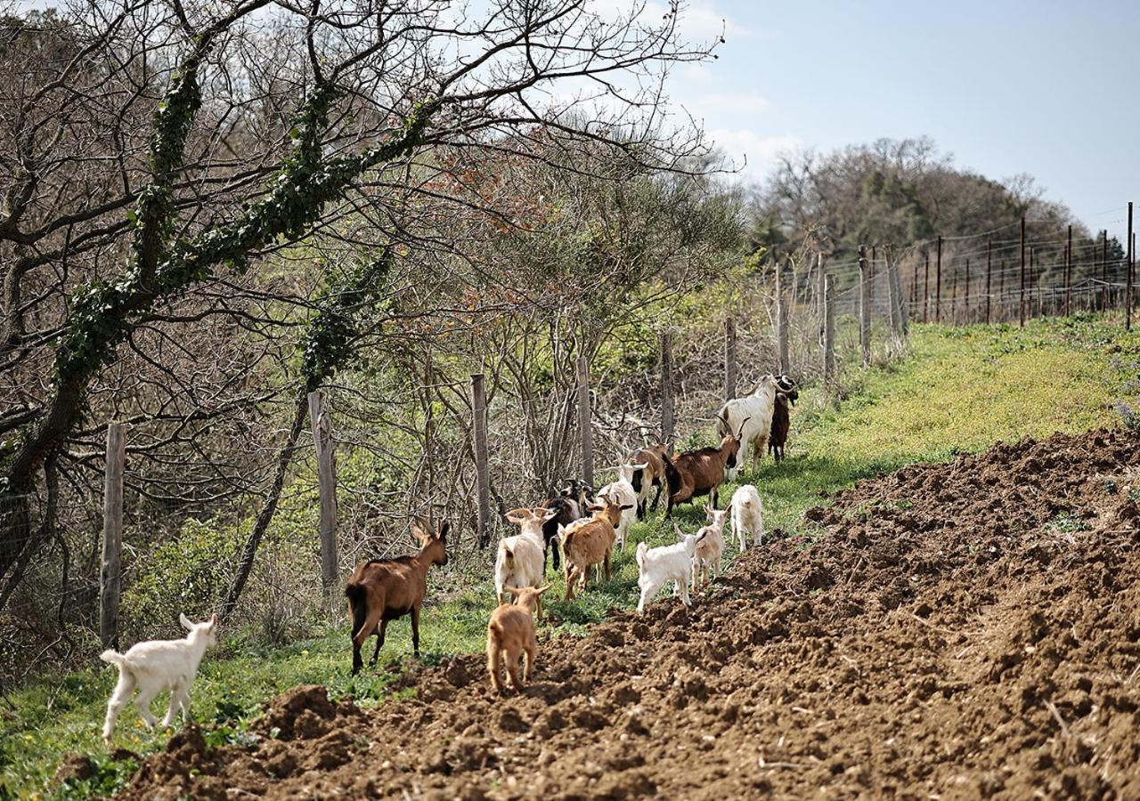 Casa Agricola Scorziello Βίλα Serre  Εξωτερικό φωτογραφία